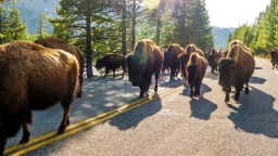 Yellowstone Bison Gored An 83-Year-Old And Lifted Them A Foot Off The Ground With Its Horns