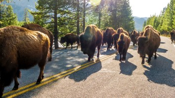 Yellowstone Bison Gored An 83-Year-Old And Lifted Them A Foot Off The Ground With Its Horns