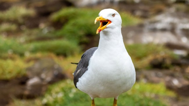 Close-up of a seagull standing on a rock