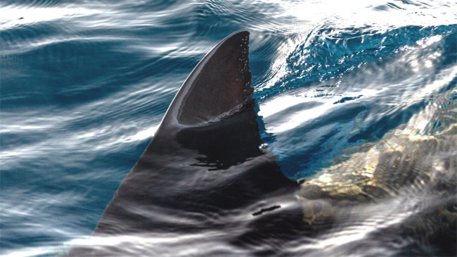 Close-up of the dorsal fin of shark