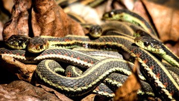 Man Tries To Smuggle 100 Live Snakes Through Airport Security In His Pants, Fails