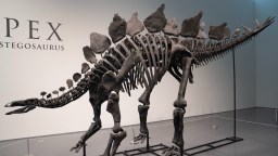 Full Skeleton Of Stegosaurus Sells For Record Amount, Exceeds Expected Price by 1000%