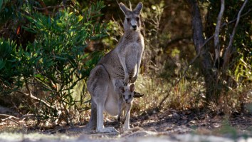Fugitive Kangaroo Captured In Germany After Six Months On The Run From His Owner