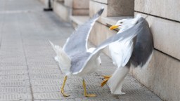 Rowdy ‘Drunk’ Seagulls Are Getting Splattered All Over Roads In The United Kingdom
