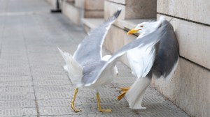 Two seagulls fighting on the street