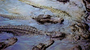 alligator frenzy in a swamp