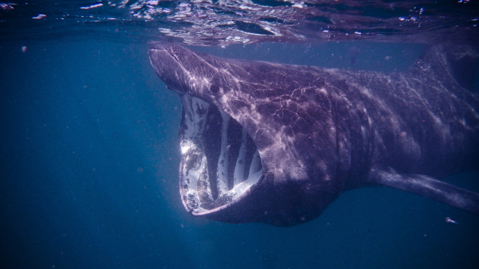 basking shark underwater