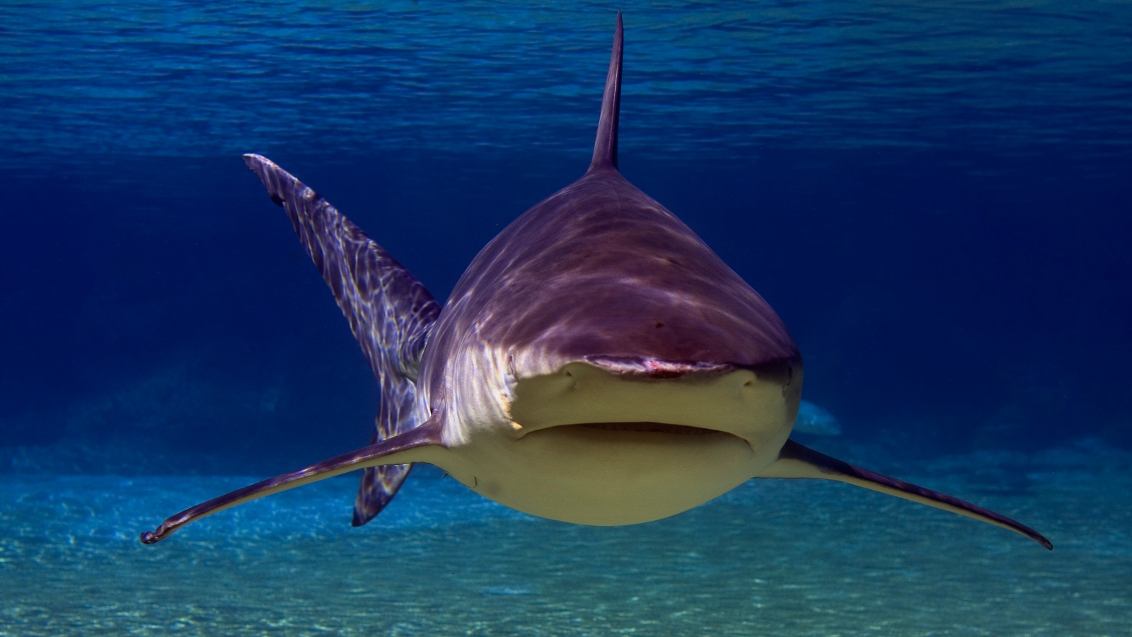 bull shark up close