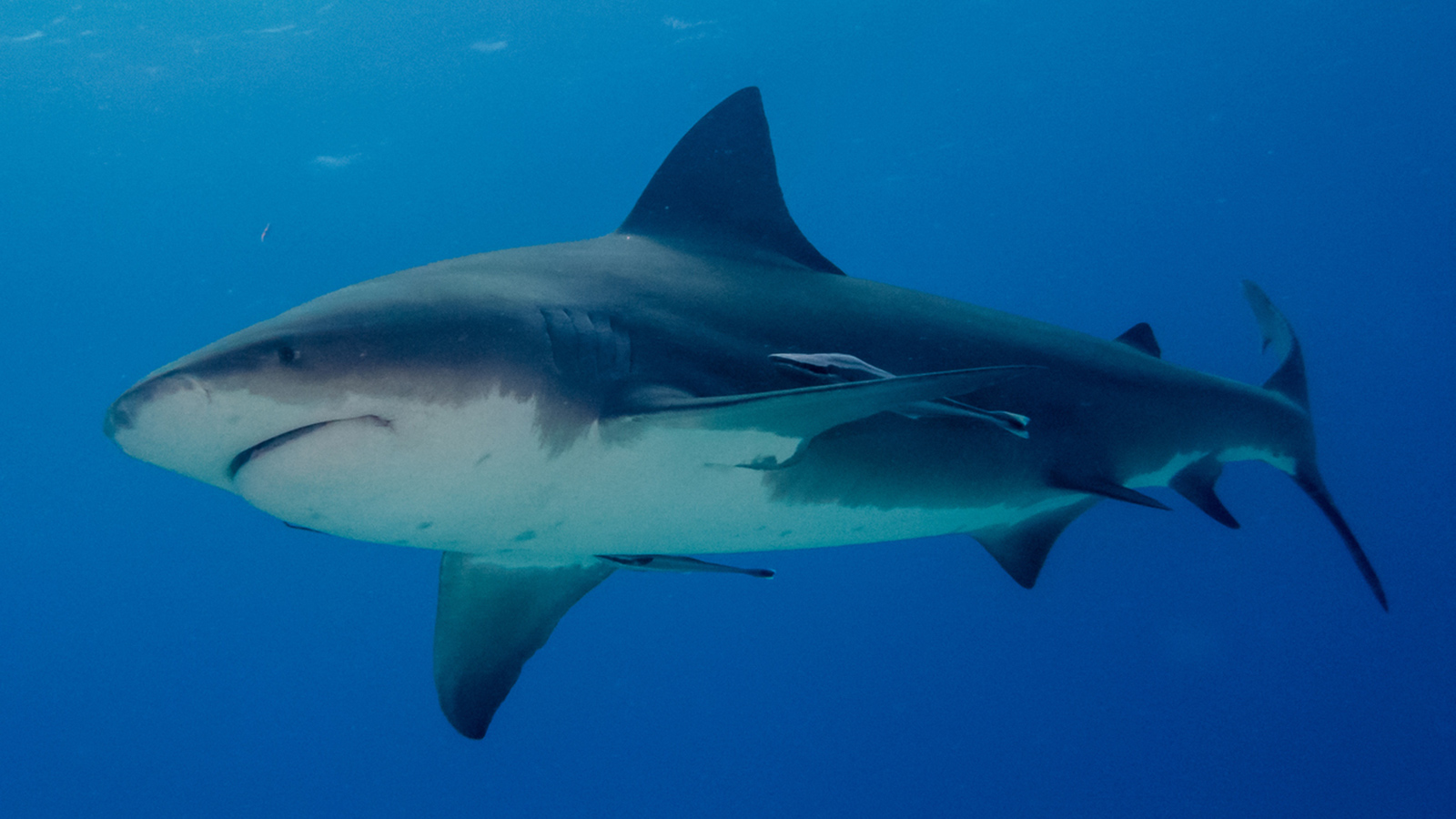 Shark in Texas Linked To Three Injuries On Fourth Of July