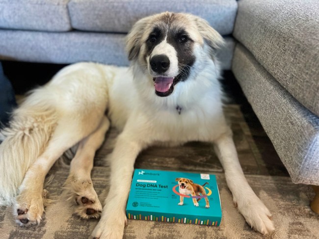 Great Pyrenees x Anatolian Shepherd mixed breed dog with Embark Vet DNA results