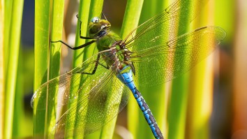 Wild Video Shows Massive Swarm Of Dragonflies Invading Rhode Island Beach