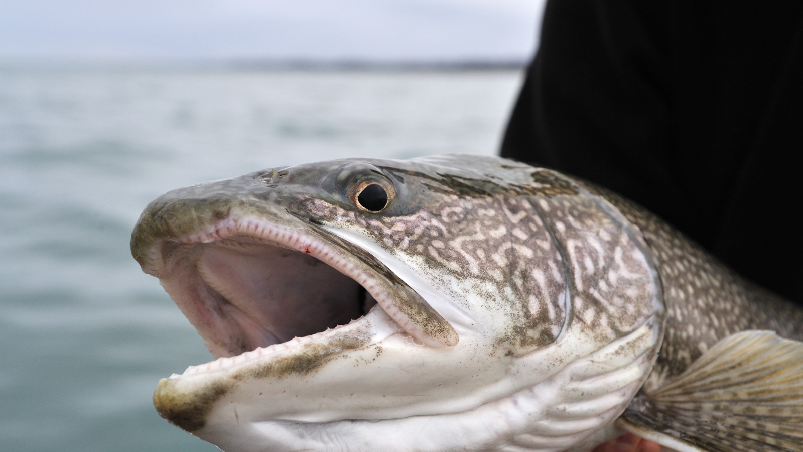 New Footage Of Massachusetts State Record Lake Trout