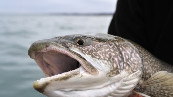 New Footage Of Massachusetts State Record Lake Trout Shows How Beastly The Latest Record Was
