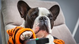 New Study Claims Many Would Rather Spend Time With Their Dogs Over Their Loved Ones