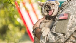 Tears While Flow Watching Soldiers Reunite With Abandoned Puppies They Rescued In The Middle East
