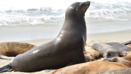 Angry Sea Lion Chases Kids Out Of The Water At A Crowded San Diego Beach (Video)