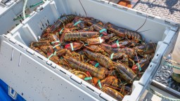 Rare 1-In-100 Million ‘Cotton Candy Lobster’ Caught Off New Hampshire