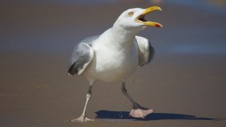 New Jersey Man Arrested For Decapitating Seagull Over Stolen French Fries