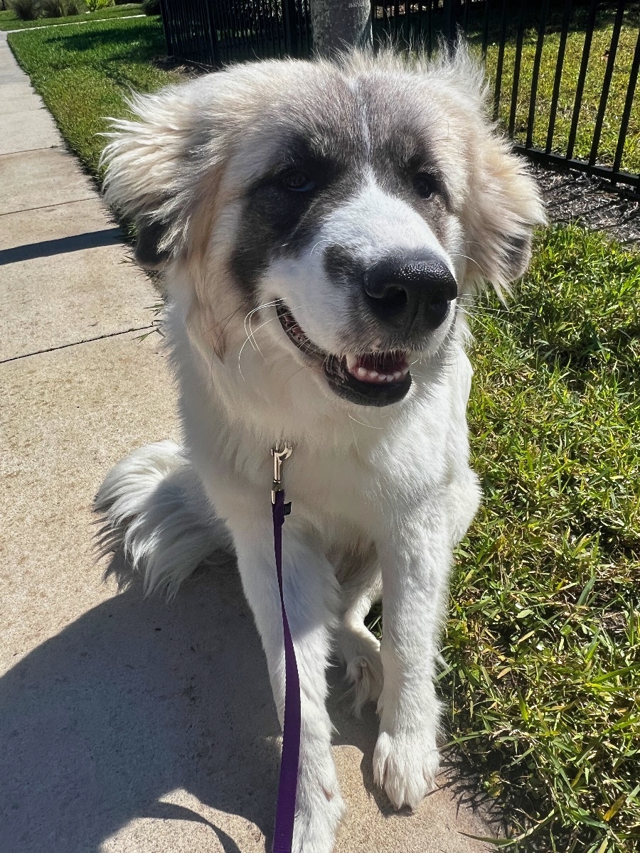 Great Pyrenees x Anatolian Shepherd puppy