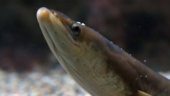 Common Eel or anguilla