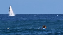 Big Humpback Whale Makes Surprise Appearance In Tahiti With Olympic Surfers Nearby
