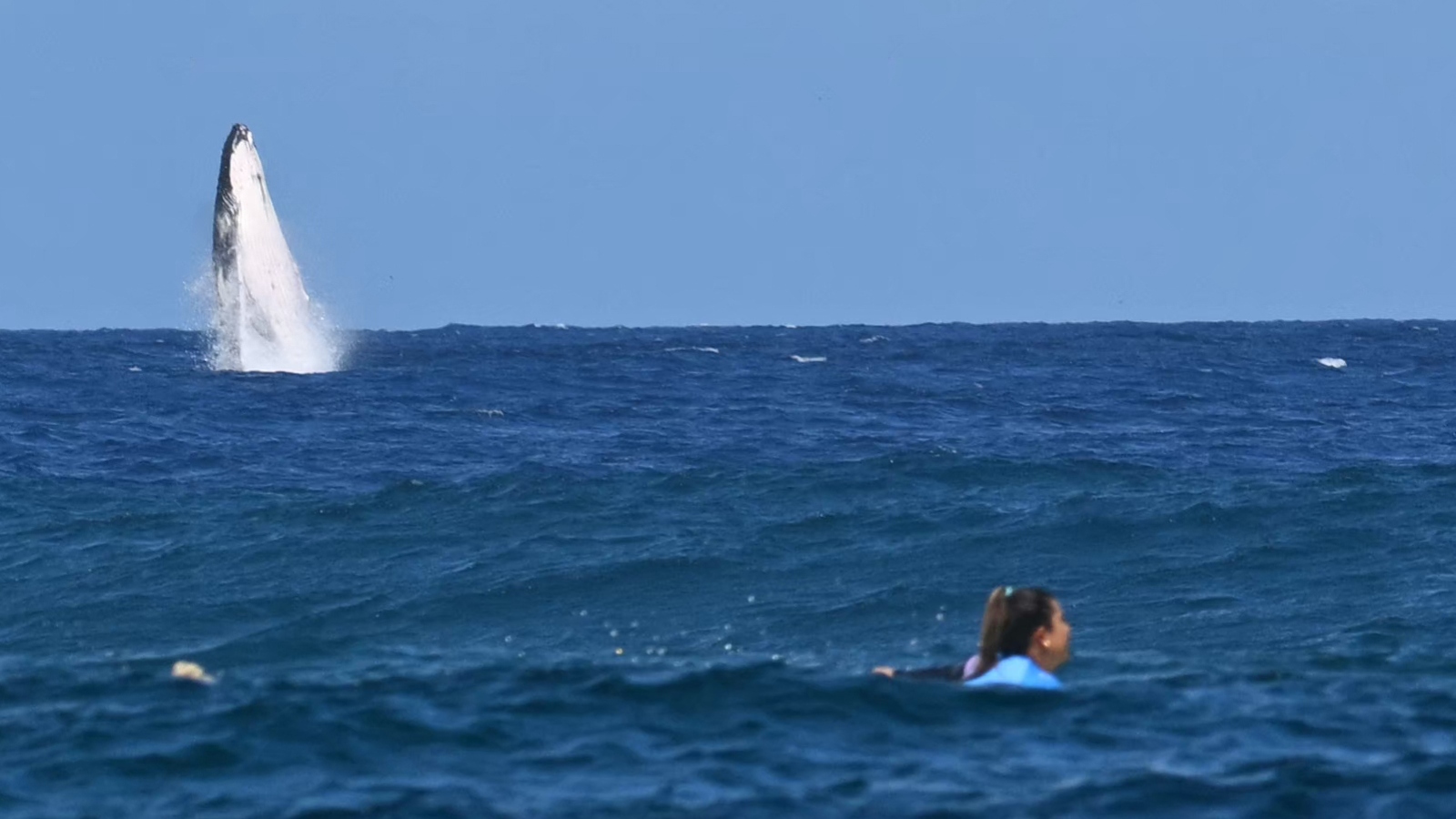 Humpback Whale Makes Splash At Olympic Surfing Competition