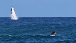 A humpback whale breaches during the Olympic surfing competition.