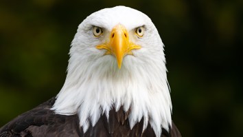 Bald Eagle Mistakenly Rescued At National Park Was Simply ‘Too Fat To Fly’