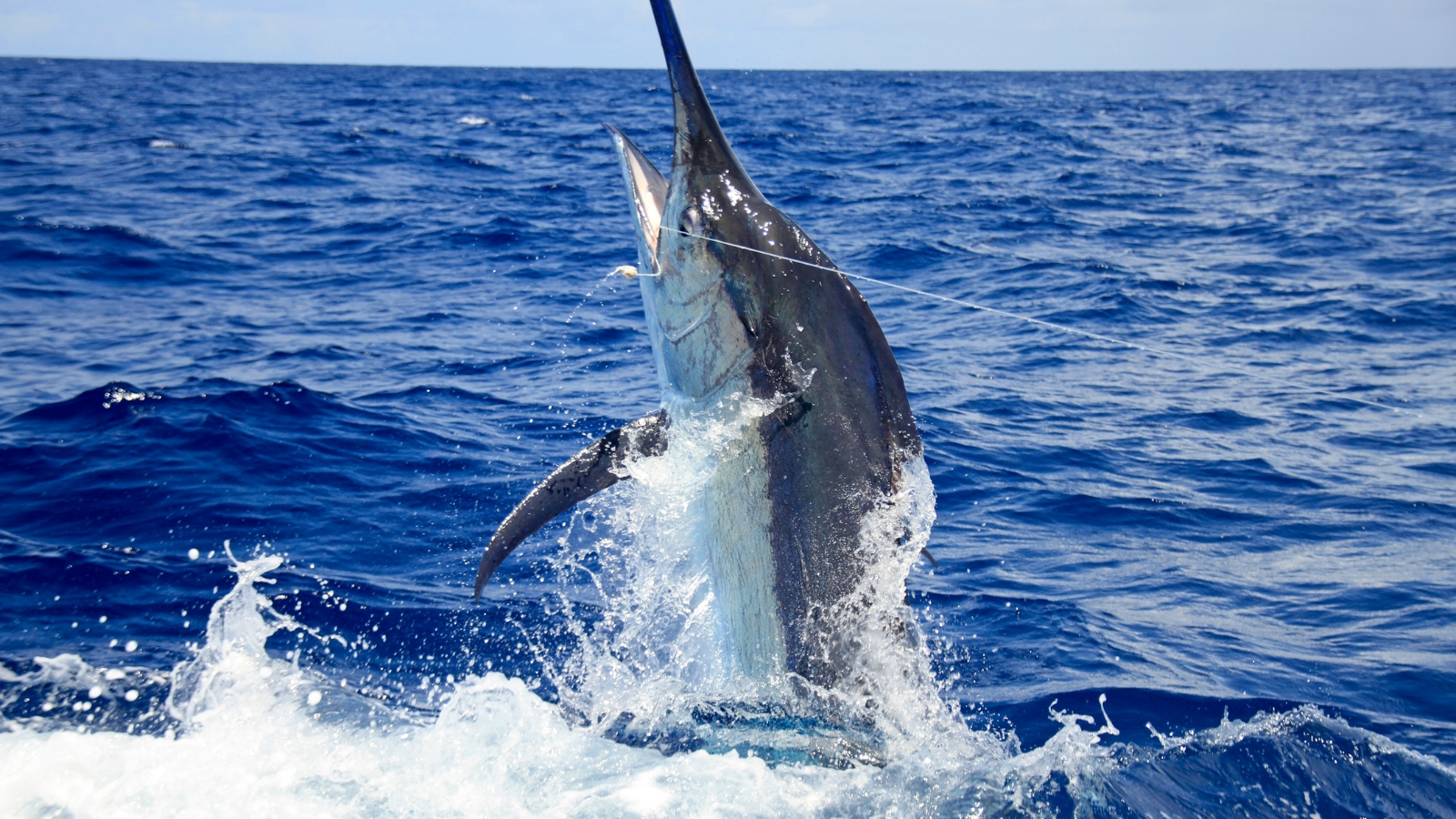 1,124-Pound 'Grander' Blue Marlin Caught In Kona, Hawaii