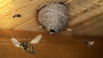 Man Stung 160 Times By Wasps That Chased Him Into His House And Cornered Him In A Bathroom