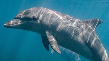 Romantically Frustrated Dolphin Linked To Dozens Of Attacks On Humans In Japan