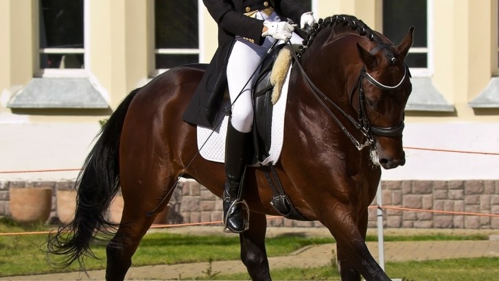 dressage horse