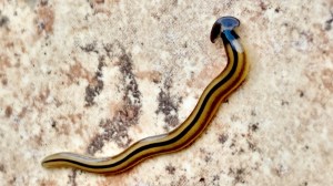 hammerhead flat worm