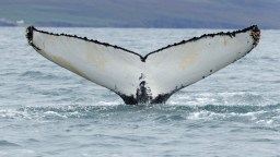 Australian Snorkeler Thrown Into The Air By A Humpback Whale (Video)