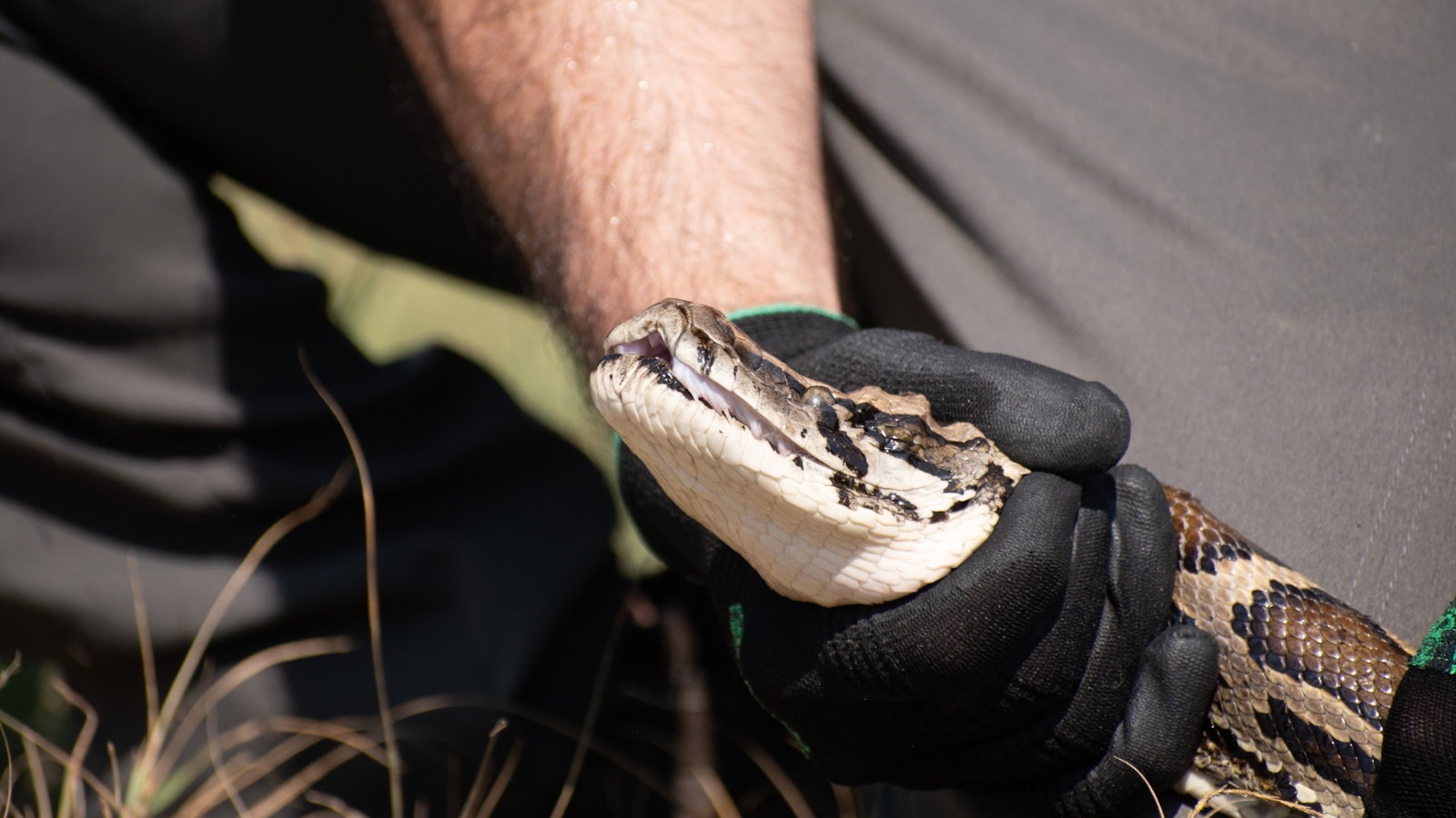 Authorities in Florida advise against eating Burmese pythons