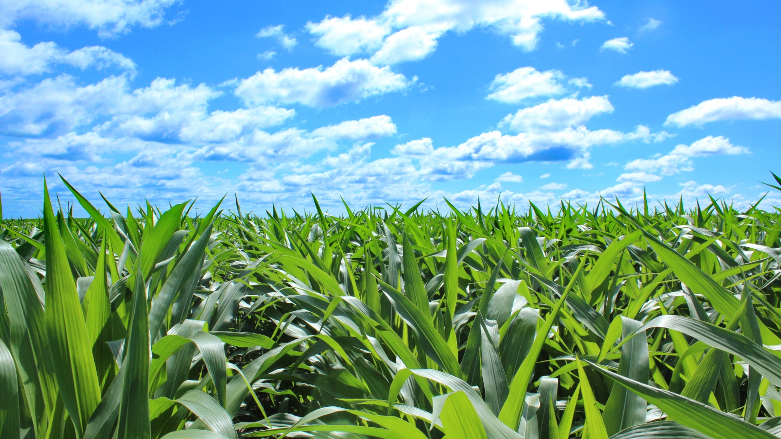 corn fields of Iowa