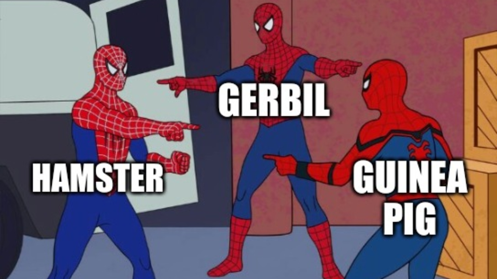 pointing Spider-Man meme about hamsters, gerbils, and guinea pigs all being the same