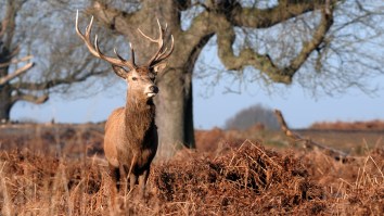 Hunter Who Shot Iconic ‘Hollywood Buck’ Whitetail Deer Loses License For 25 Years And Will Be Jailed