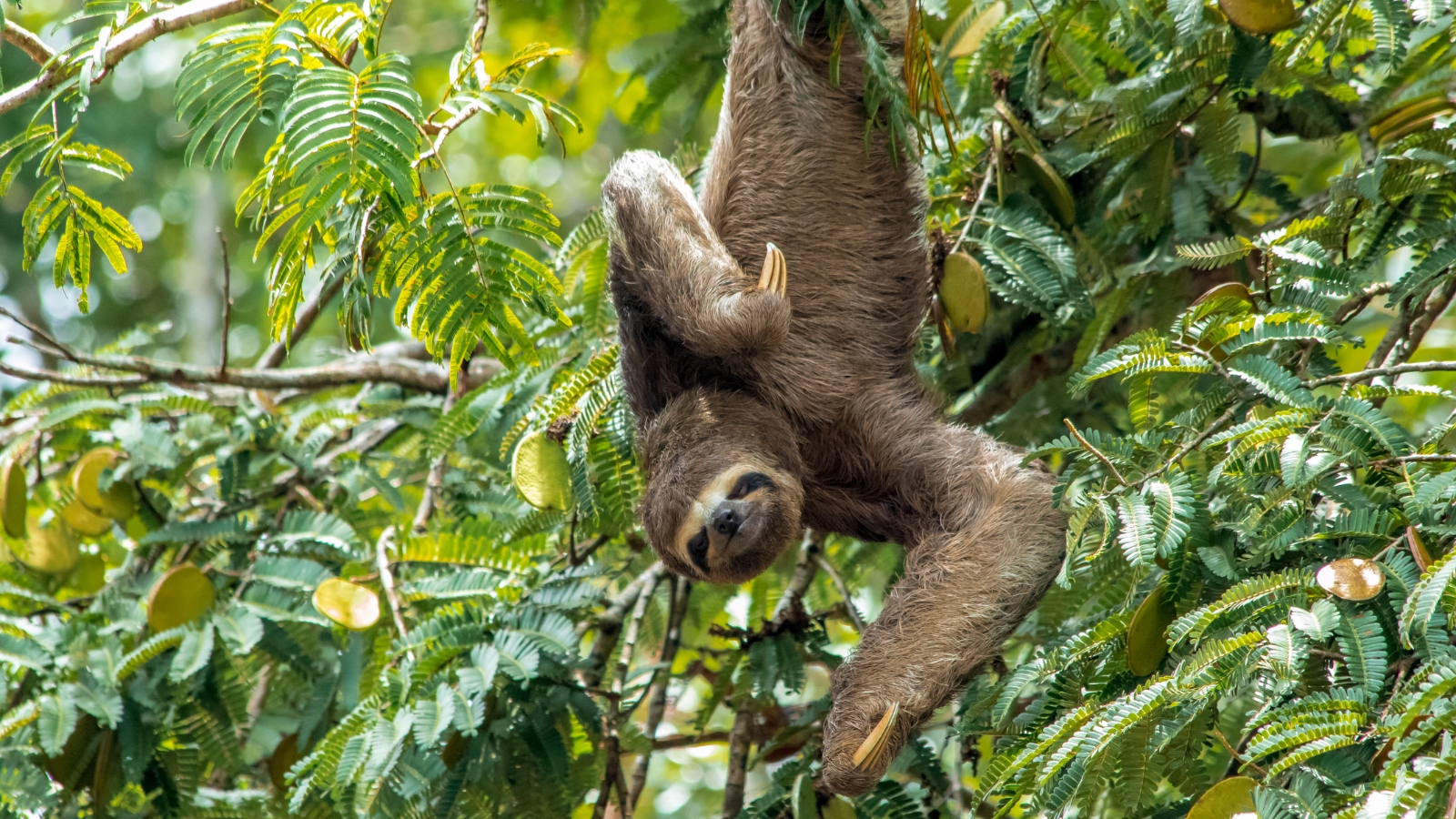 30 cases of potentially fatal sloth fever reported in Florida