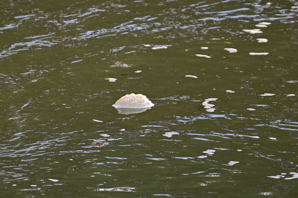 The Seine Olympics