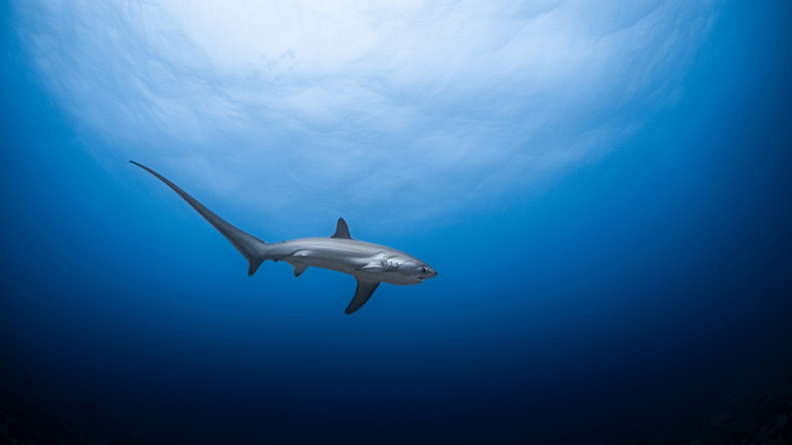 thresher shark swimming underwater with long tail