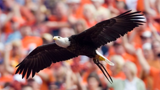 War Eagle at Auburn game