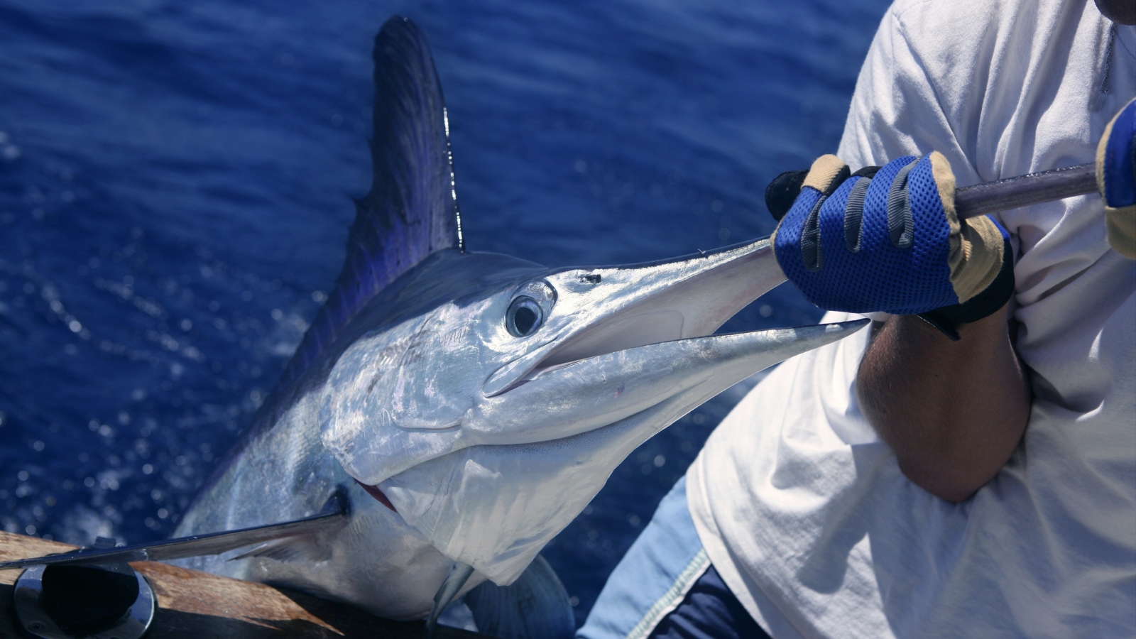 white marlin fish being brought into a boat