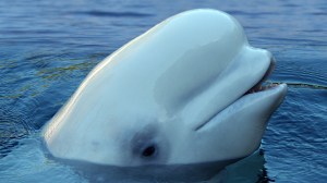 beluga whale