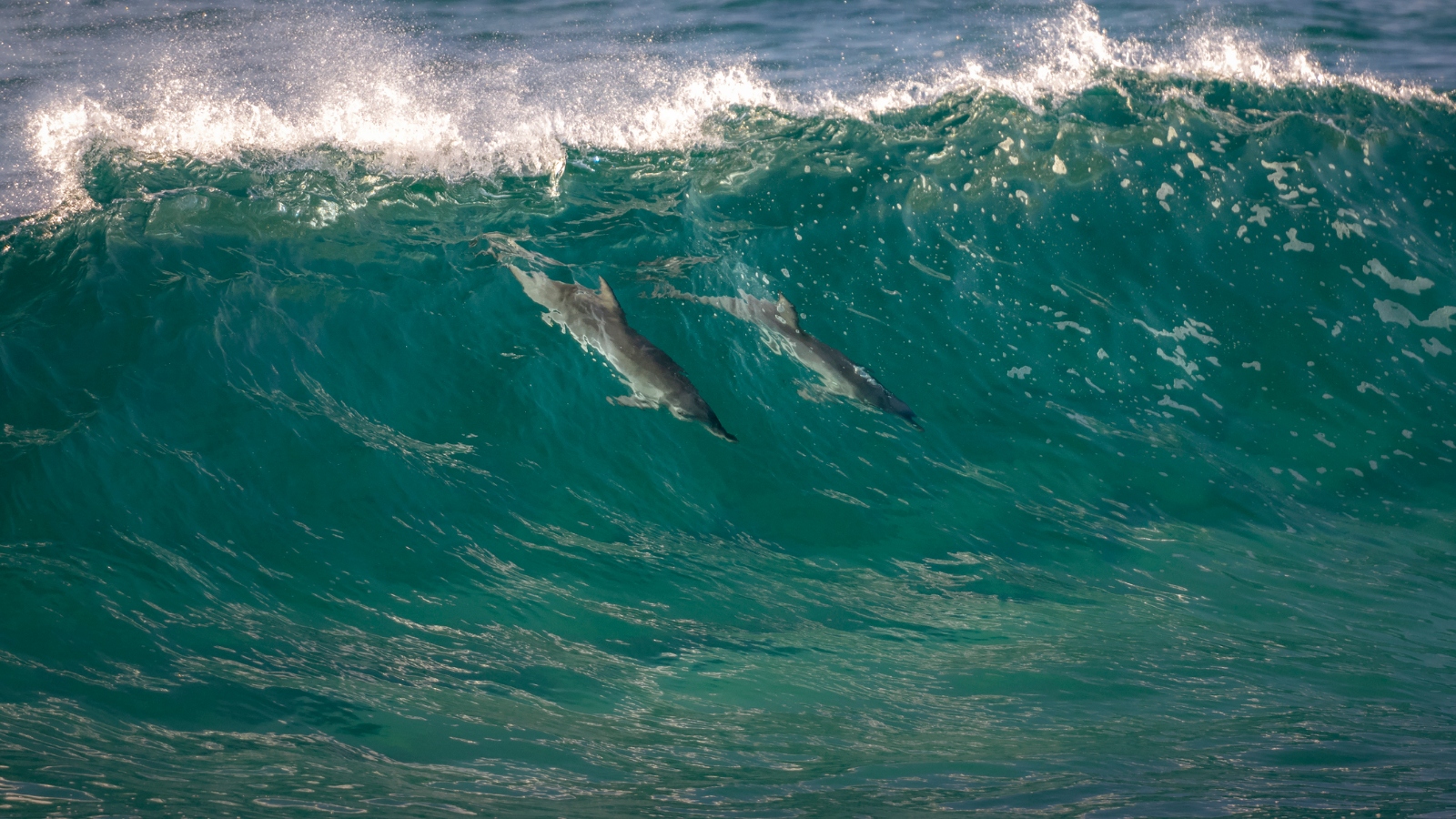 pod of dolphins surfing inside of a wave