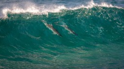 Surfer And A Dolphin Both Drop Into The Same Wave And Share A Ride In Crystal Clear Water