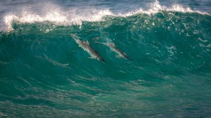 pod of dolphins surfing inside of a wave