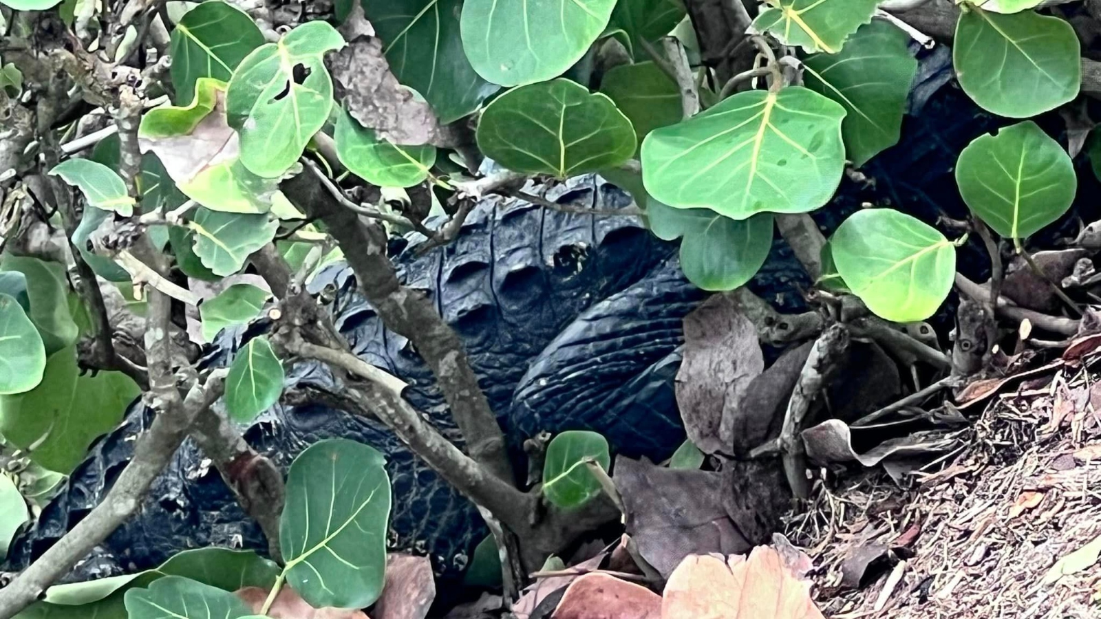 9 foot Florida alligator captured after stalking dog walkers