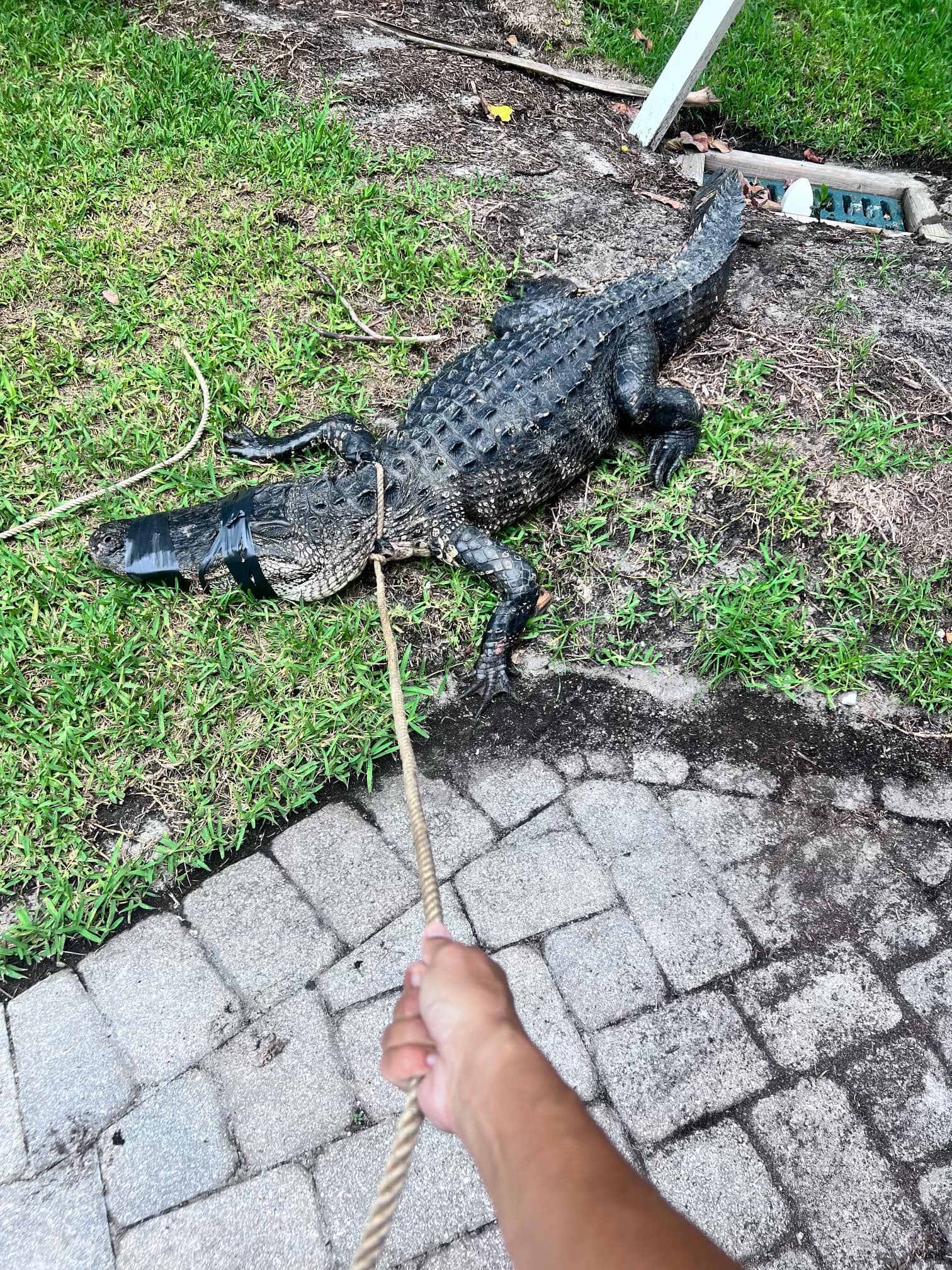 9 foot Florida alligator captured after stalking dog walkers