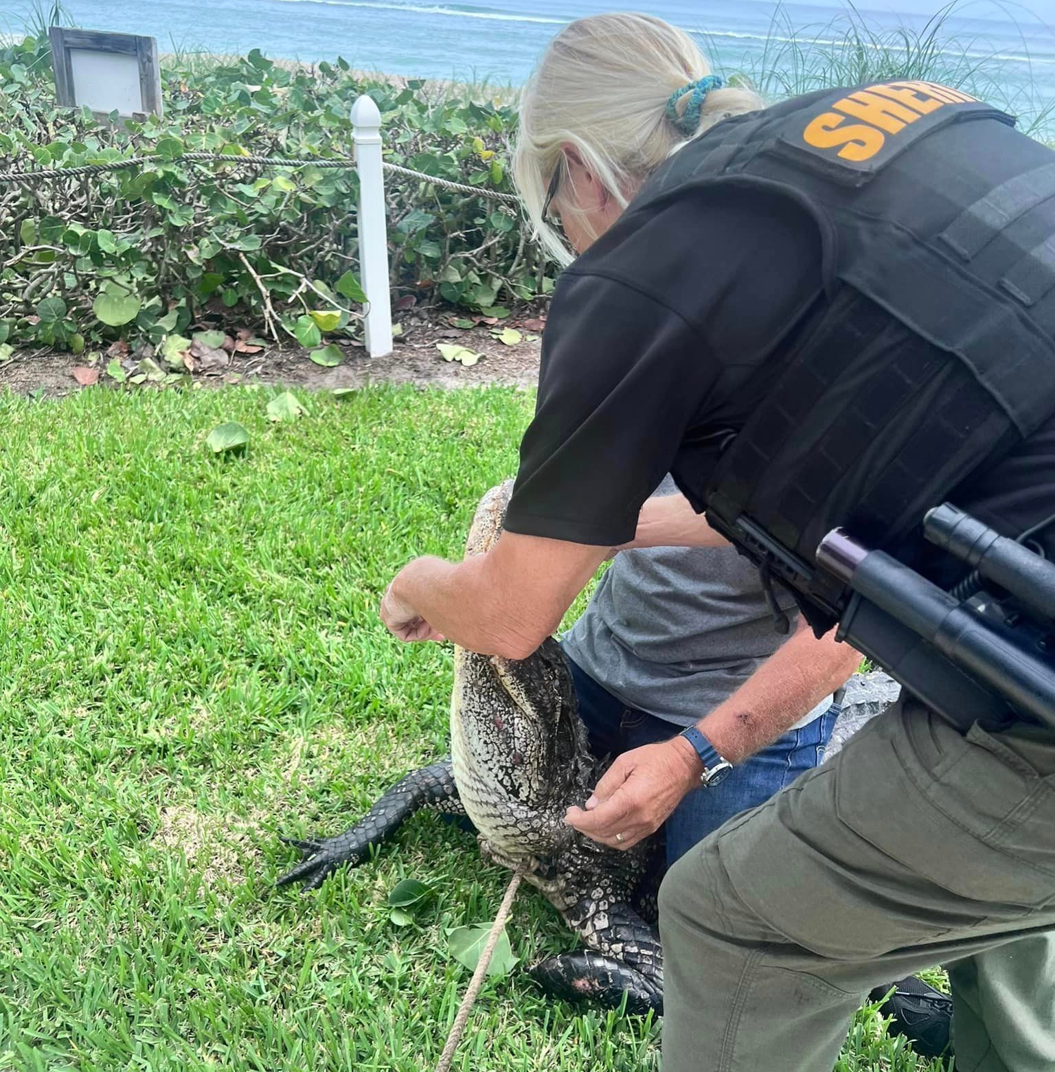 9 foot Florida alligator captured after stalking dog walkers